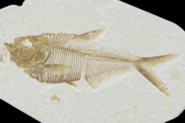 Diplomystus Fossil Fish - Wyoming #93994